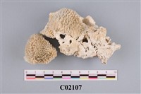 藏品(珊瑚化石)的圖片